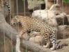 The jaguar exhibit will receive an extension and an off-exhibit breeding ground for rare big cats. http://url.ie/11p1m