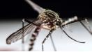 Construction sites can double as breeding grounds for mosquitoes carrying the Zika virus. (Jeffrey Arguedas/EPA)