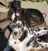Dottie (with black and white spots) and Deuce.