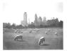 Sheep grazed on the sheep meadow in Central park until 1934. (Herbert Mitchell Collection photo)