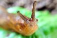 This is a caption of a slug. 