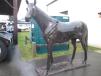 Among the many unusual items for sale at The Sales Auction Co. mega-lot event was this life-sized bronze horse. 