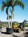 The 505-20 easily transports large palm trees from the grow yard and onto delivery vehicles. 