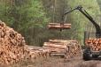 BKT offers four forestry product lines aimed at a range of machinery and equipment: from forwarders to skidders, from machines for loading the timber to those for extracting trunks and transport vehicles. 