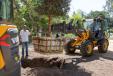 The Volvo L25 Electric compact wheel loader uses a fork attachment to plant a 16-ft.-tall, 3,500-lb. cork oak tree in the UCLA Mildred E. Mathias Botanical Garden. 