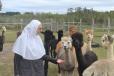 Sister Theodora with the rather pampered herd of alpacas.
(CEG photo) 