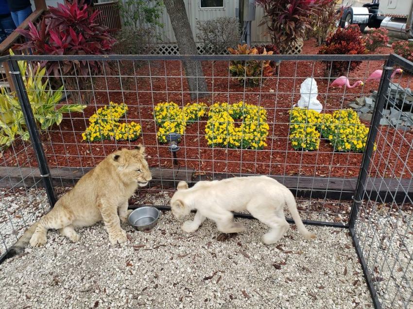 Alex Lyon’s lions made it to Florida to greet customers for its Annual Florida Auction. The six-month-old male and the four-month old white cub are African lions.