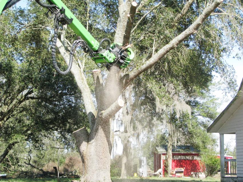 As easy as one, two, three. A Sennebogen 718E takes down a tree during a recent Great Southern Equipment demonstration in Live Oak, Fla.