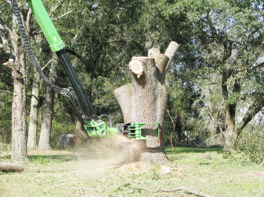 As easy as one, two, three. A Sennebogen 718E takes down a tree during a recent Great Southern Equipment demonstration in Live Oak, Fla.