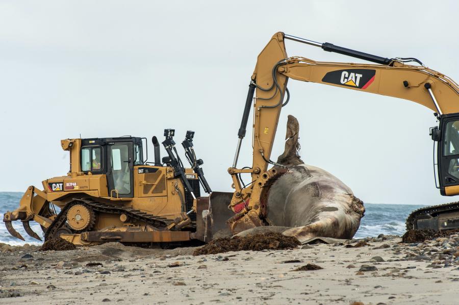 Crews removed the estimated 60,000-lb. (27,215.5 kg) carcass of a rotting whale from a Southern California beach.
