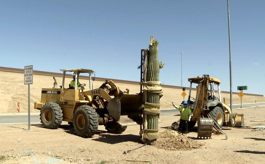 Construction crews worked in recent months to transplant large saguaros, other cacti and trees that had temporarily been stored in nurseries near the freeway.