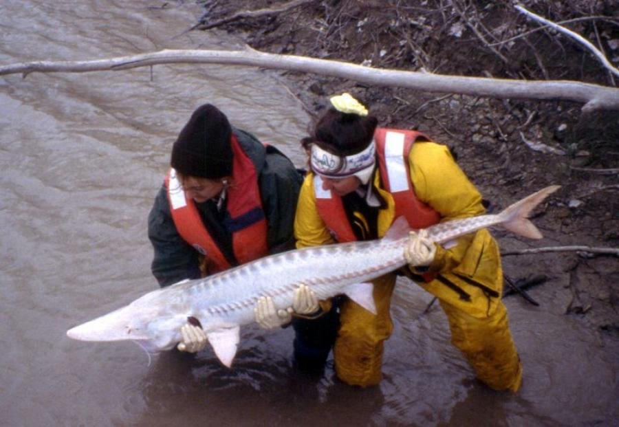 A Pallid sturgeon (Scaphirynchus albus) is released into Yellowstone River by U.S. Fish and Wildlife Service personnel.
