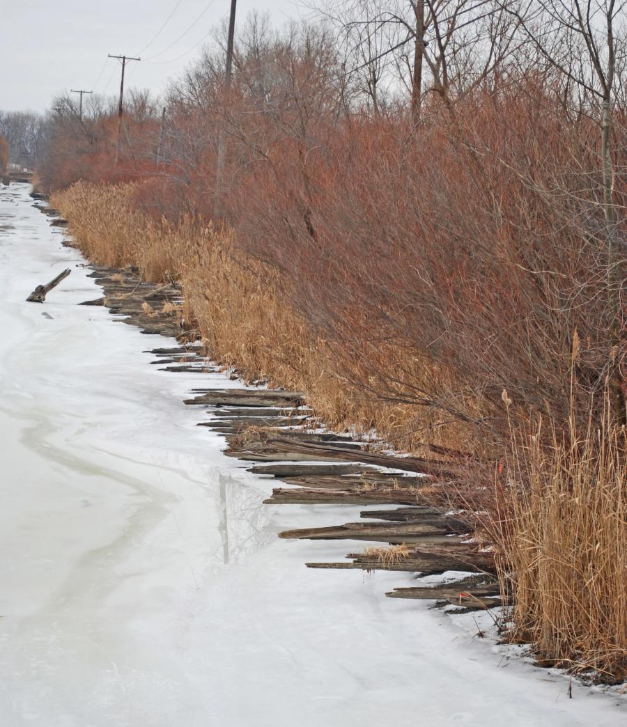 Photo by Andrew Jameson. Remains of Corduroy Section of Hulls Trace, southern Wayne County MI