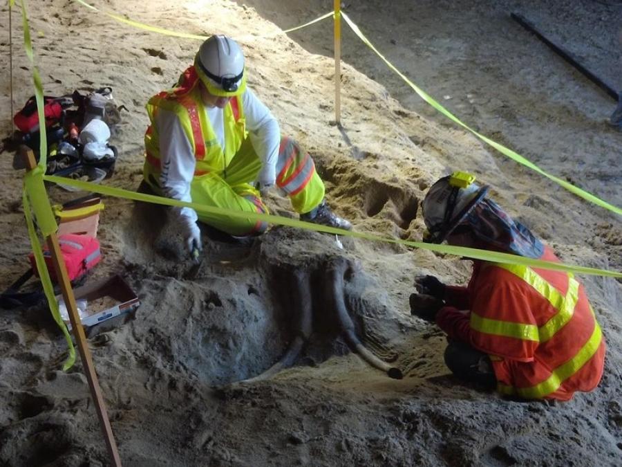 A partial skull of an ancient elephant uncovered in a new L.A. Metro station.