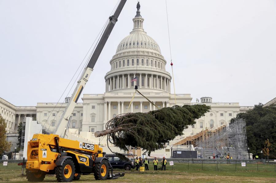 A JCB 507-42 Loadall helped install an 80 ft. Englelmann spruce on the Capitol Hill lawn.