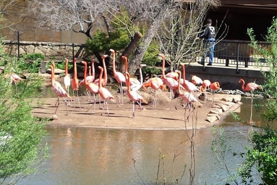 A new Flamingo exhibit will be constructed near the entrance of the zoo. http://url.ie/11p1j