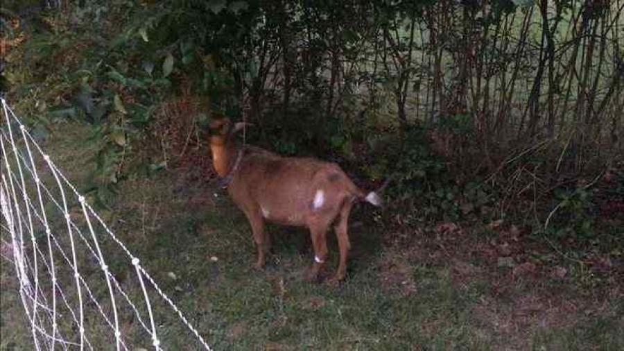 Warwick police say the goat, which goes by the names Sammy and Frank, turned up missing during a post-work head count on Aug. 1. (Source: Warwick Police Department)
