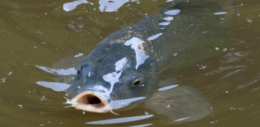 Attorneys general of Michigan, Minnesota and Pennsylvania have collectively rejected the U.S. Army Corps of Engineers' plans for a $275 million project to prevent Asian carp from infiltrating Lake Michigan.