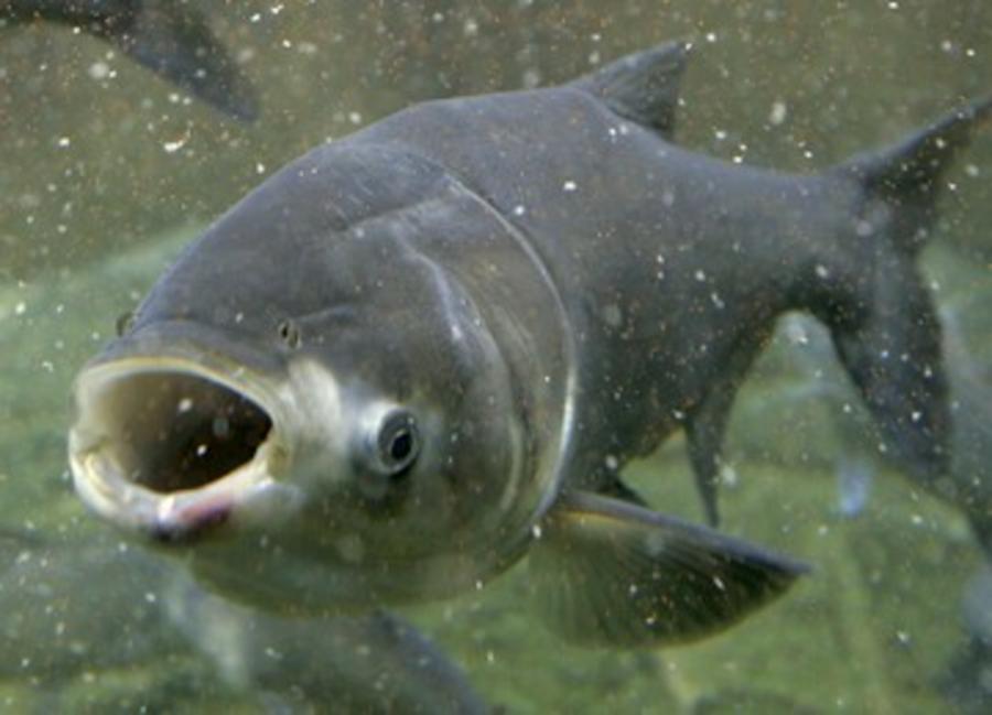 Attorneys general Bill Schuette of Michigan, Lori Swanson of Minnesota and Josh Shapiro of Pennsylvania said a better way to keep Asian carp from migrating into the Great Lakes is replacing the lock gates with a concrete wall.
(EcoWatch photo)