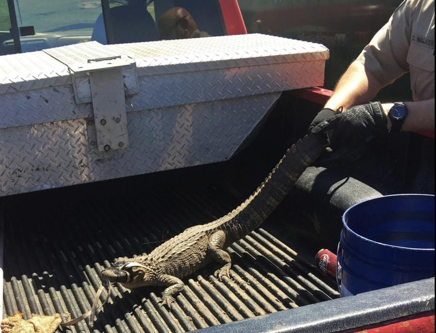 When the police arrived, a worker had already grabbed the gator, taped its mouth shut and put it in the back of his pickup truck, NWF Daily News reported.