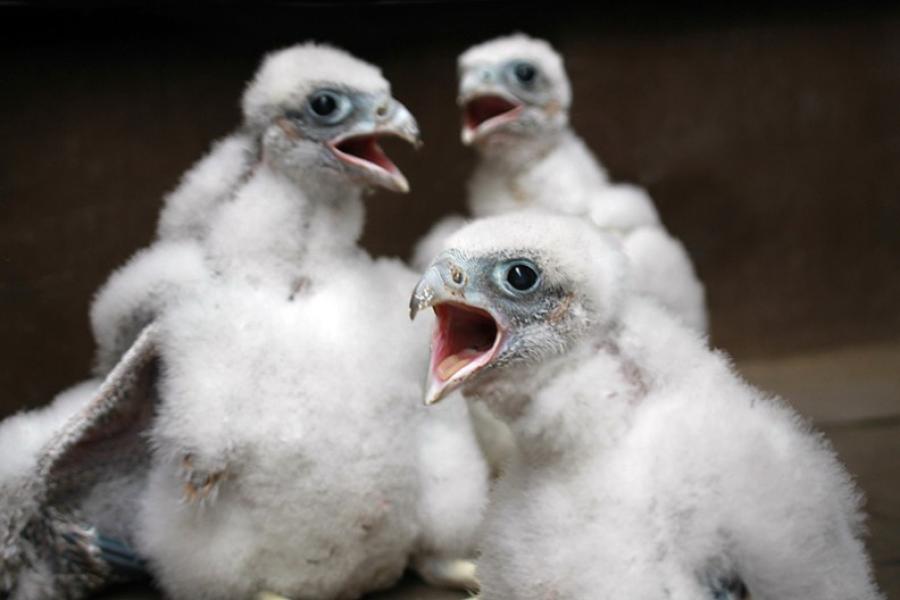 A developer recently secured federal and state permits to evict four two-week-old peregrine falcon chicks like these who currently reside in a nest sitting atop a Pittsburgh building.
