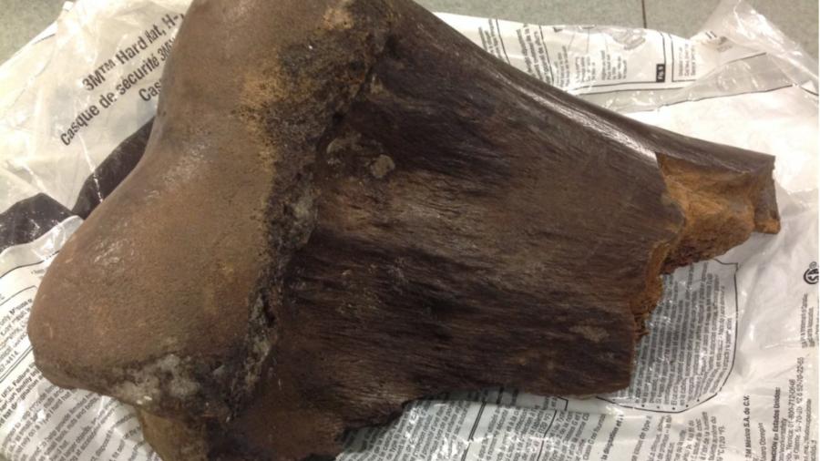 The Cape Coral Daily Breeze reported that the fragment appears to be part of a humerus bone.