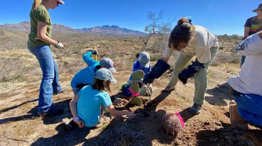 Volunteers helped replant cacti near the Four Peaks area that burned in the Bush Fire. (Natural Restorations Facebook page photo)