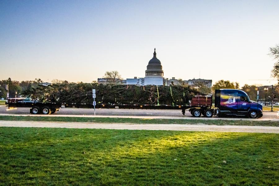 The 2022 U.S. Capitol Christmas Tree is a 78-ft. tall Red Spruce. (James Edward Mills photo)