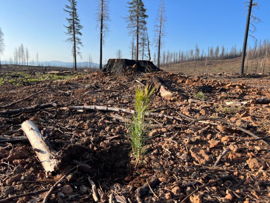 From July to October 2021, the Dixie Fire ripped through Northern California, leaving behind a burn scar of more than 963,000 acres — the second most destructive wildfire in the state’s history. The newly planted trees from the ConExpo-Con/AGG partnership will begin to reestablish animal habitats disrupted by the fire.