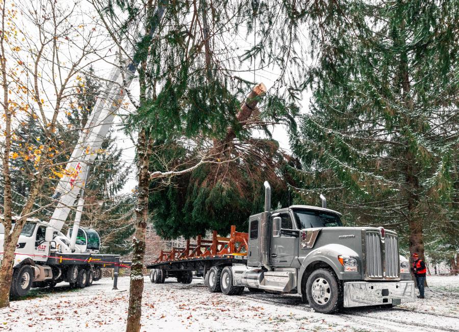 The 2023 U.S. Capitol Christmas Tree was harvested from the Monongahela National Forest in West Virginia.